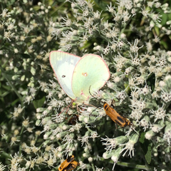 Lepidoptera