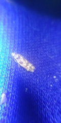 Caryocolum fischerella