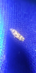 Caryocolum fischerella