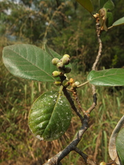 Ficus mollis