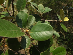 Ficus mollis