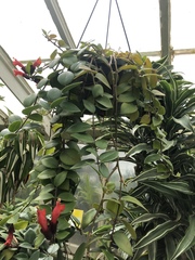 Aeschynanthus radicans