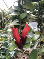 Aeschynanthus radicans