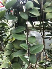 Aeschynanthus radicans