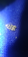 Caryocolum fischerella