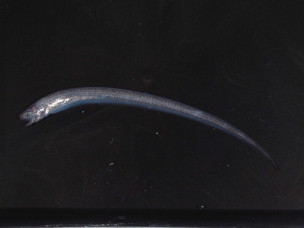 Sagami pearlfish (Encheliophis sagamianus) — Carapidae