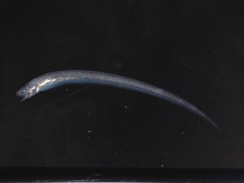 Sagami pearlfish (Encheliophis sagamianus) — Carapidae