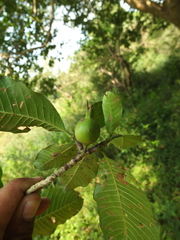 Gardenia resinifera