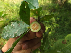 Gardenia resinifera