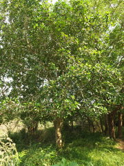 Gardenia resinifera