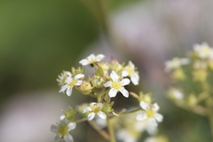 Saxifraga paniculata