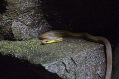 Mastigodryas boddaerti