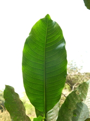 Gardenia resinifera