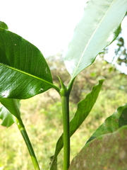 Gardenia resinifera