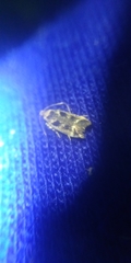Caryocolum fischerella