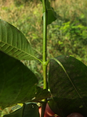 Gardenia resinifera