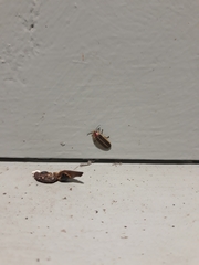 Micronaspis floridana