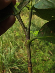 Gardenia resinifera