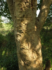 Gardenia resinifera