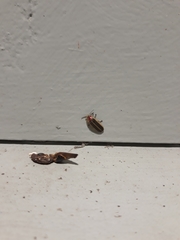 Micronaspis floridana