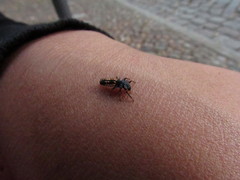 Harmonia axyridis