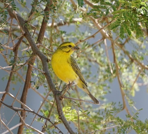 White-bellied Canary (Crithagra dorsostriata), photo 2