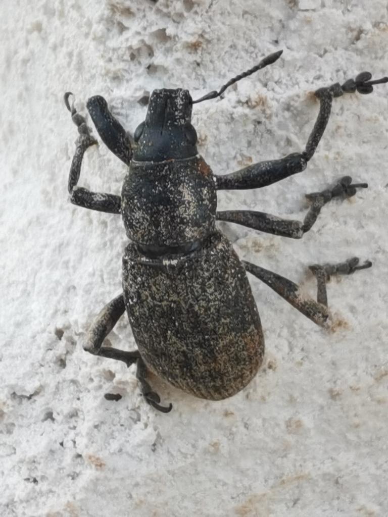 Herpisticus hierrensis benahoare