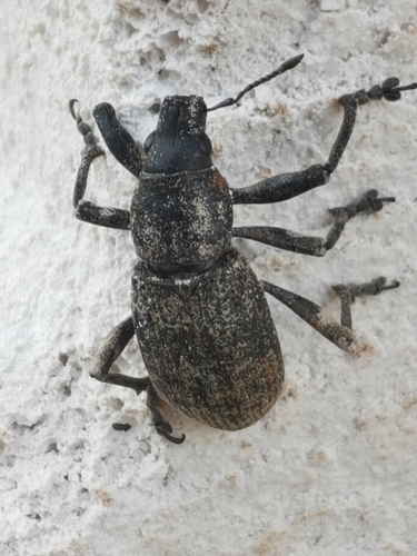 Herpisticus hierrensis benahoare