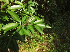 Glycosmis macrocarpa