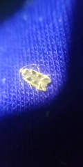 Caryocolum fischerella