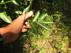 Glycosmis macrocarpa