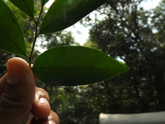 Glycosmis macrocarpa