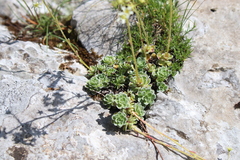 Saxifraga paniculata
