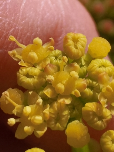 Image of Astydamia latifolia by no rights reserved