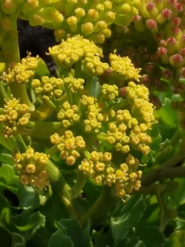 Image of Astydamia latifolia by no rights reserved