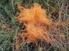 Cuscuta pacifica pacifica