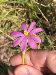 Sabatia gentianoides