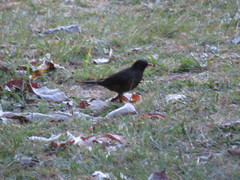 Turdus infuscatus