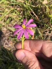 Sabatia gentianoides