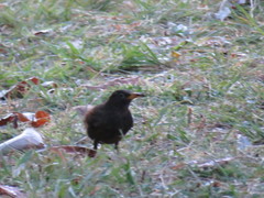 Turdus infuscatus