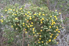 Aspalathus chenopoda