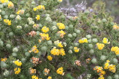 Aspalathus chenopoda