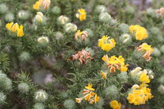 Aspalathus chenopoda