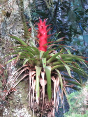 Tillandsia imperialis