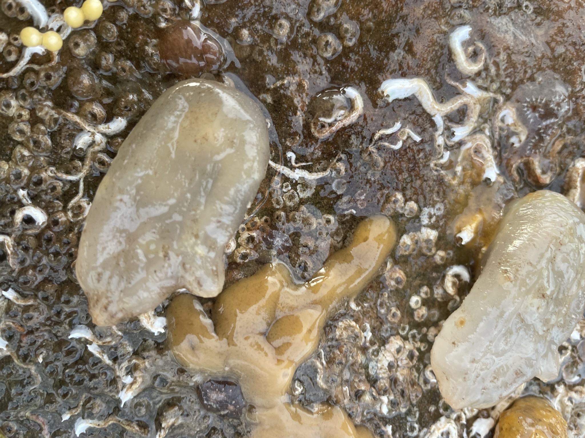 Ascidiella aspersa (Müller, 1776)