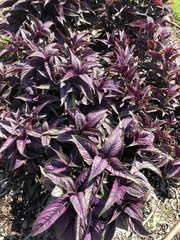 Strobilanthes auriculata dyeriana