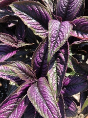 Strobilanthes auriculata dyeriana