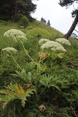 Heracleum leskovii