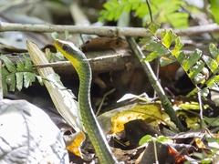 Chironius septentrionalis