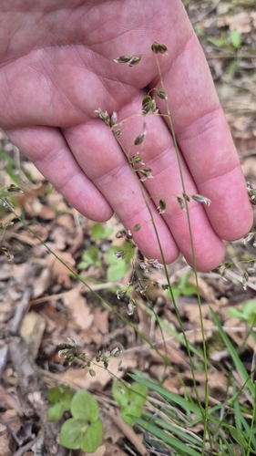 Anthoxanthum australe (Anthoxanthum australe)